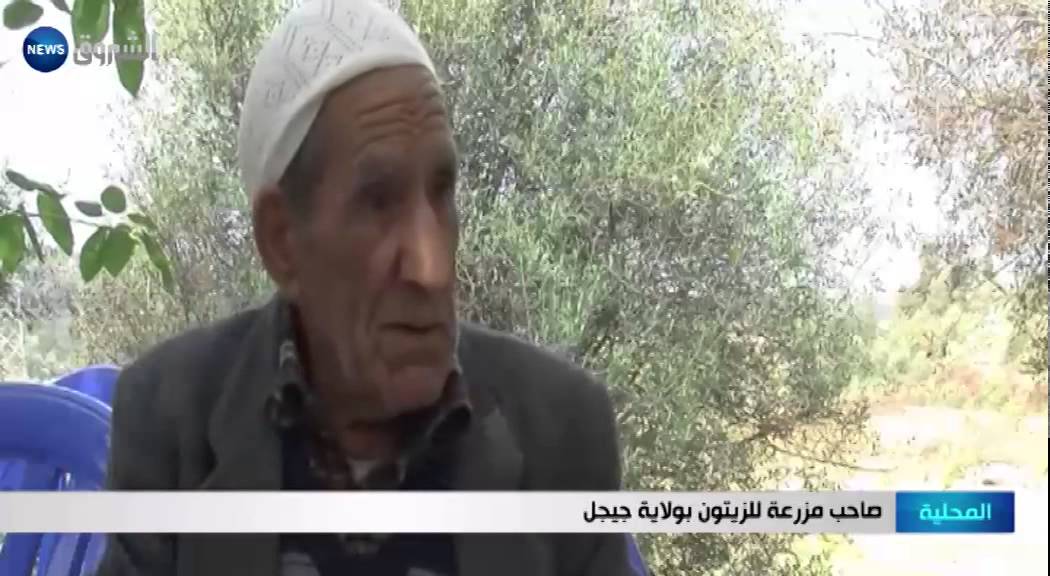 جيجل: قلة التساقط وراء ضعف مردود الزيتون