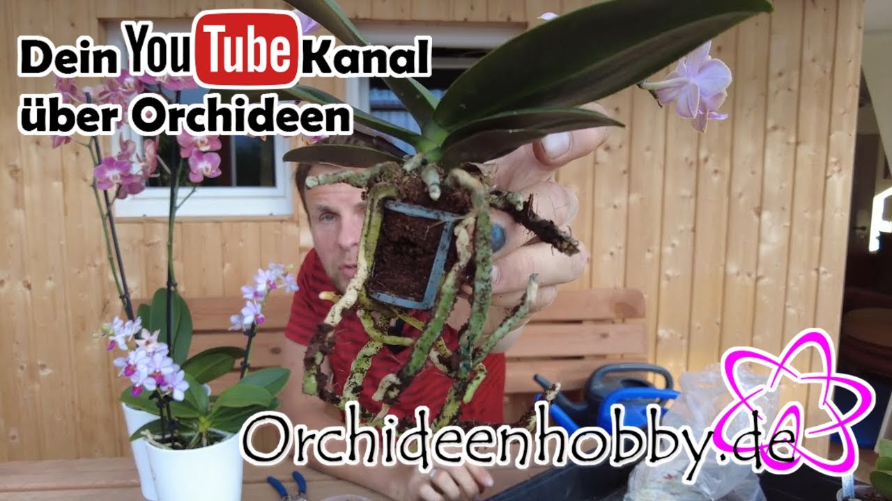 Die schockierende Wahrheit über das Umtopfen einer neuen Orchidee