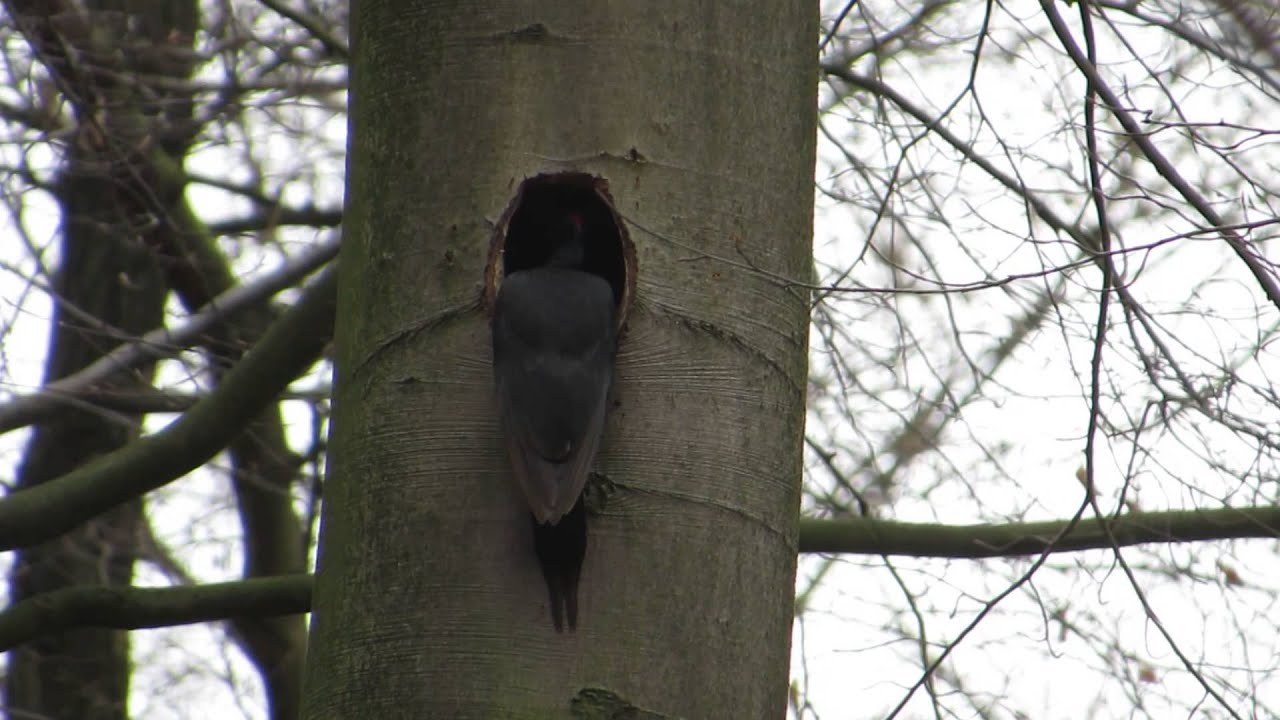Vroege Vogels - Zwarte specht