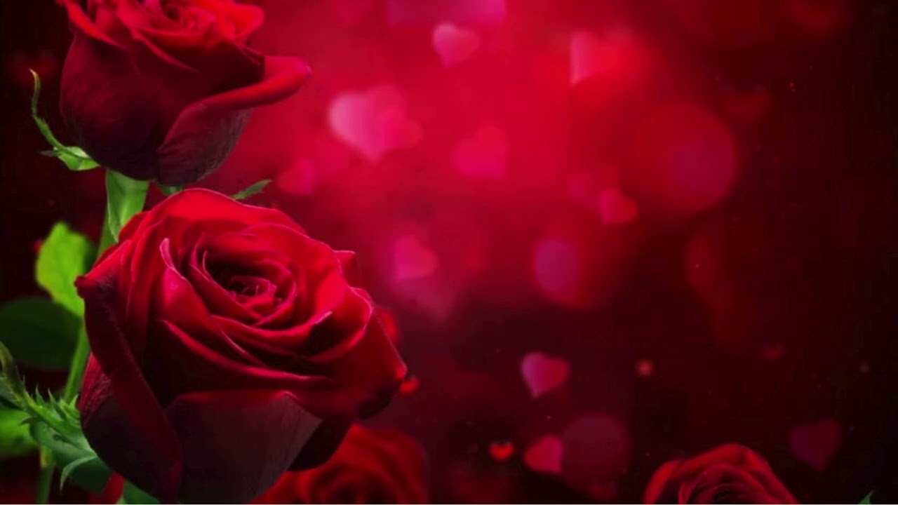 ....csak egy vörös rózsa,te szívemnek tükre..#magyar #magyarzene #szerelem#romantikus #rózsa#love