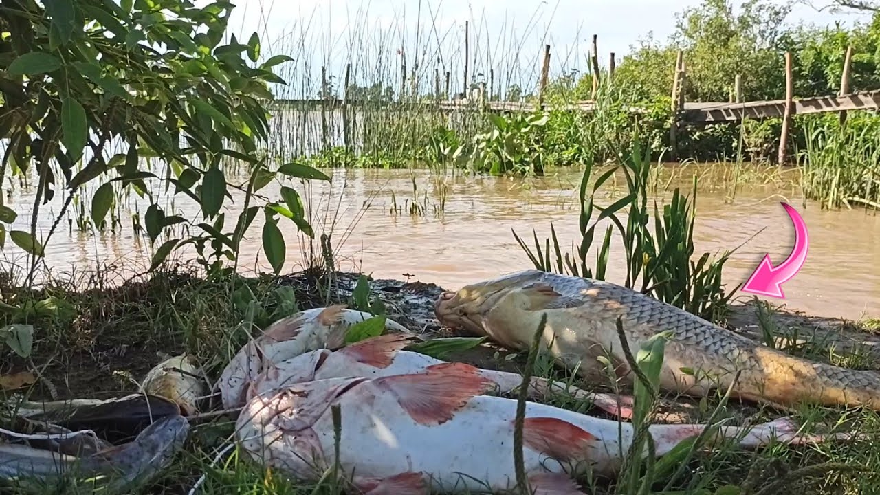 SIN PALABRAS...RIO TALAVERA...ZARATE