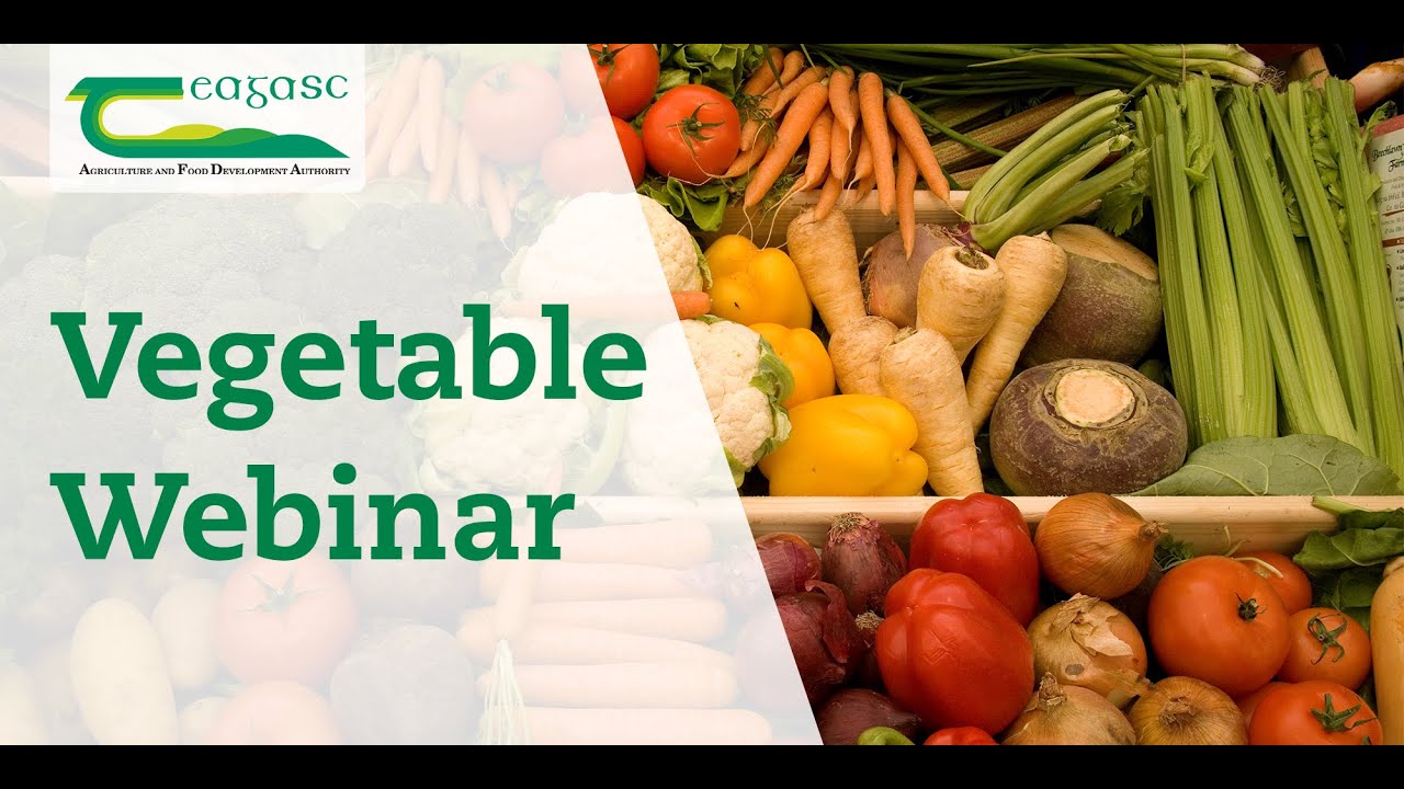 Teagasc Carrot Fly Webinar