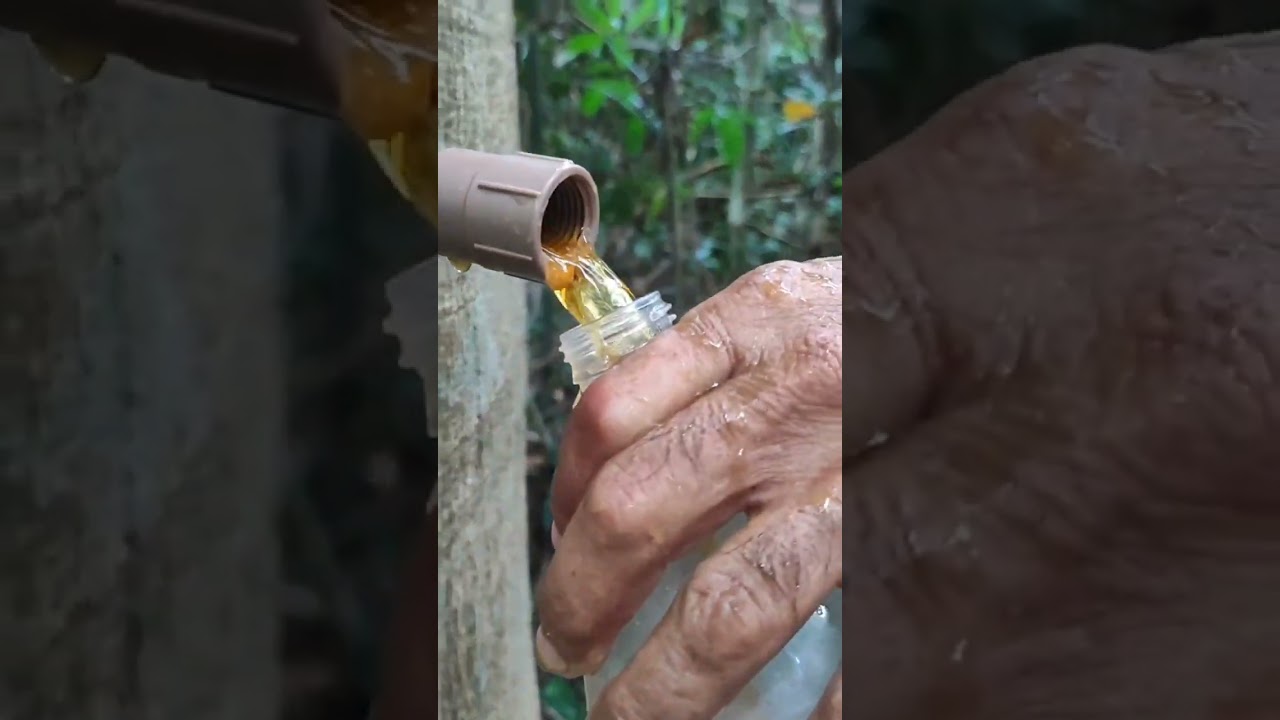 Extra&ccedil;&atilde;o da &Aacute;gua do Jatob&aacute;, excelente rem&eacute;dio natural!