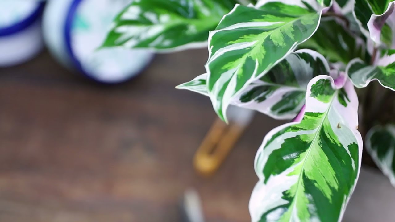 CALATHEA Fusion White | La calathea pi&ugrave; ricercata! Pianta da interno FLOB