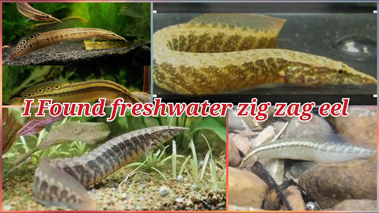I FOUND FRESHWATER ZIG ZAG EEL