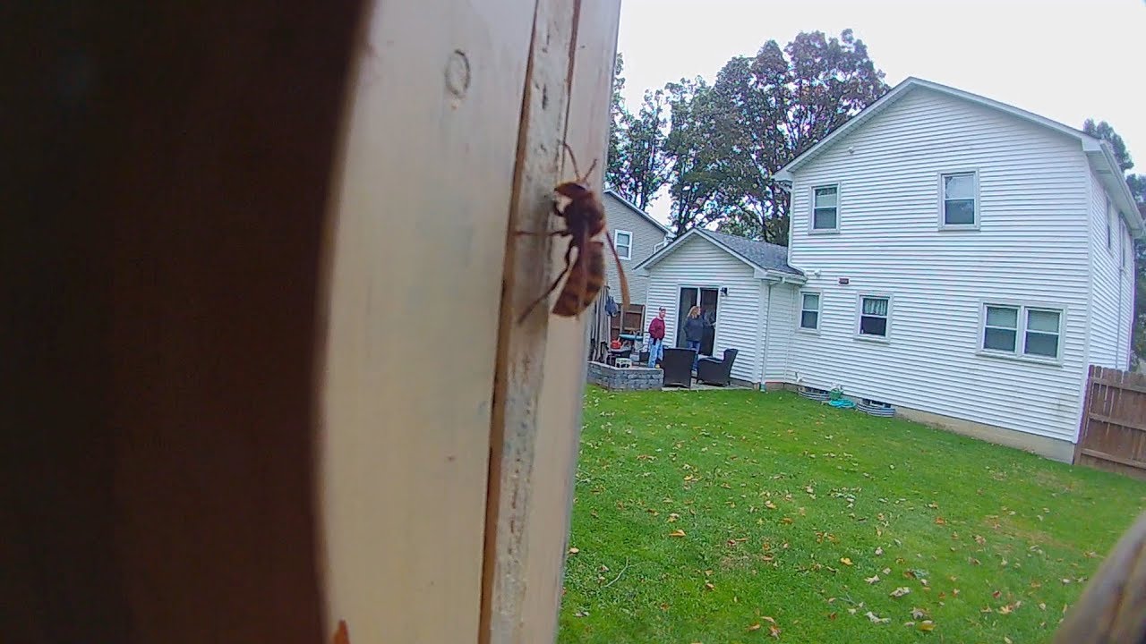 Removing a giant European Hornets nest in shed