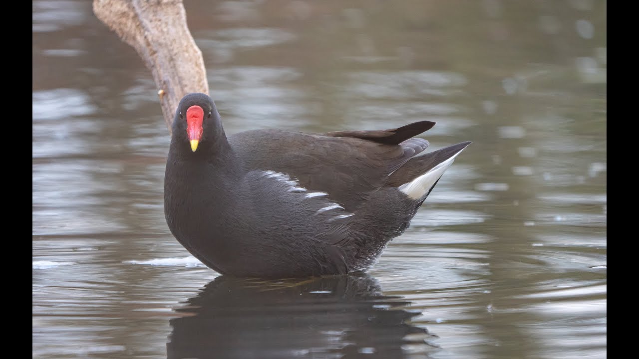 Das Teichhuhn - Bedrohte Arten schützen