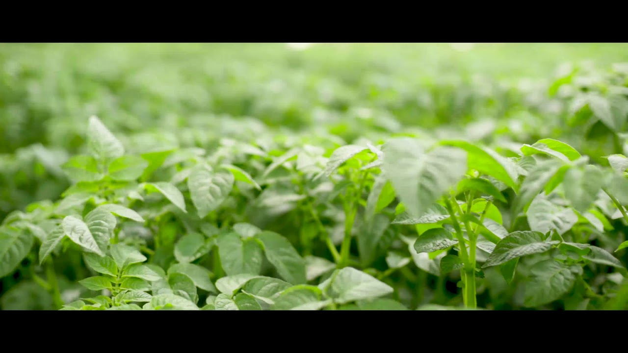 Organic potato field in Suffolk