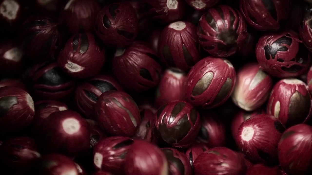 BANDA THE DARK FORGOTTEN TRAIL | 3 AGUSTUS