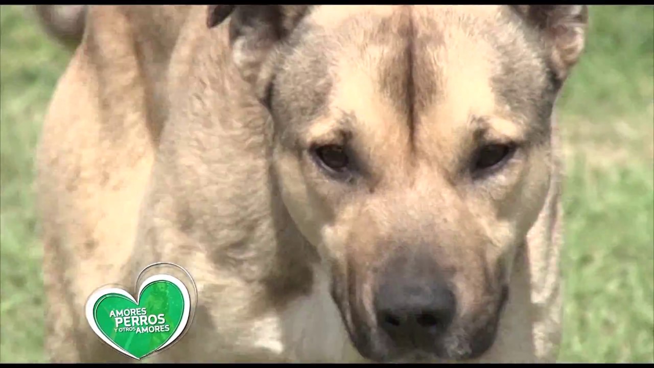 Abandono de animales.