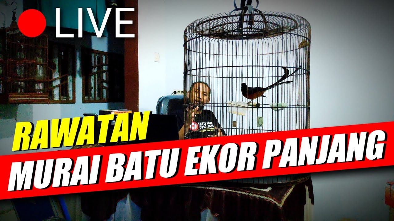 Rawatan Murai Batu Ekor Panjang