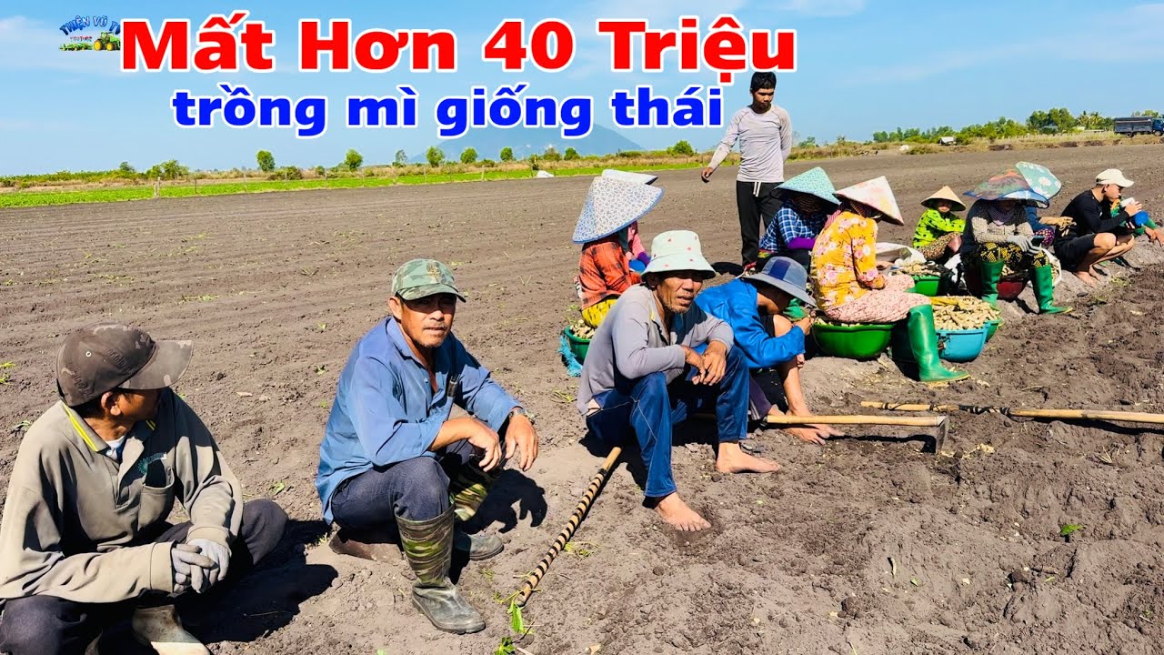 Anh chủ phải trồng lại 3,5ha mì giống thái do chết cây quá nhiều