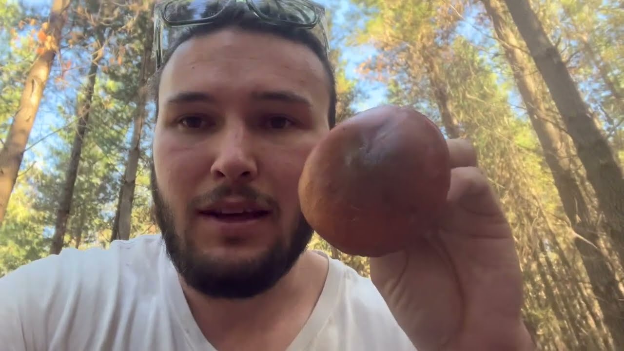 Foraging pine mushrooms in Australia