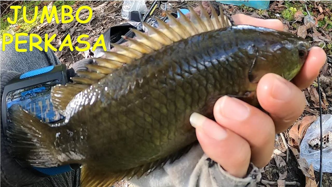 MANCING BETOK JUMBO DI SPOT SEPAT SIAM JUMBO//MANCING BETOK JUMBO RAWA KALIMANTAN #11