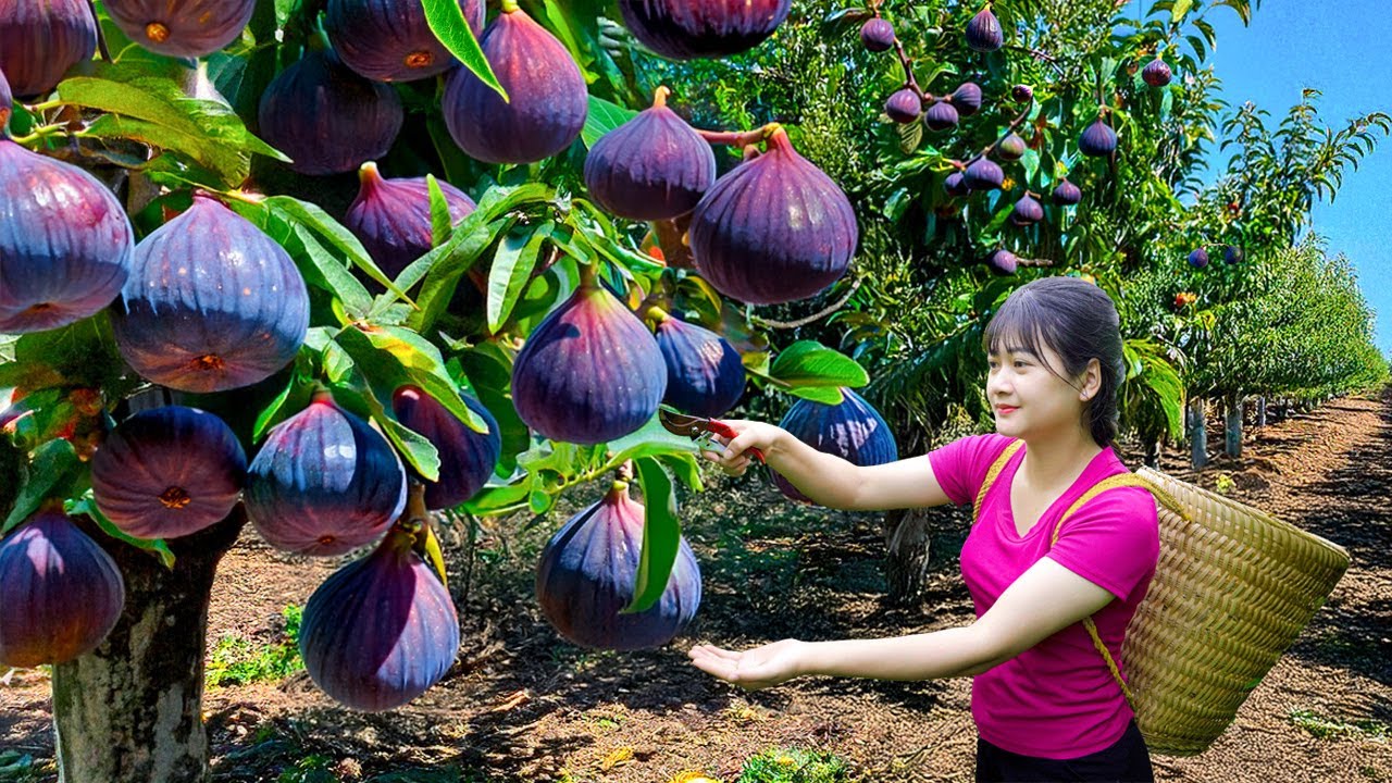 Ly Trieu Ca: Harvesting sweet giant tropical figs - Recipe traditional best fruit cake in village