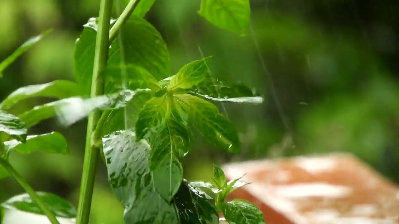 muzyka relaksacyjna deszcz, szum deszczu, deszcz do spania, padający deszcz, dźwięki natury deszcz
