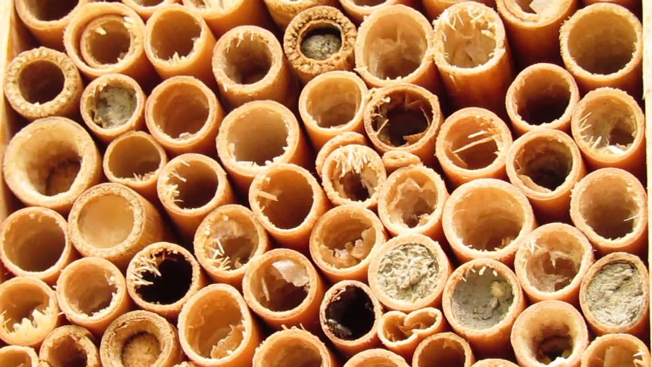 Again with the little black mystery wasps that have been hanging around the insect hotel.