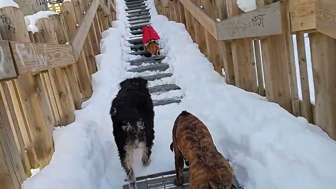 Inspirational 3 puppy dogs walking up snow covered stairs #cute #snow #puppy #dog Toronto Canada BFF