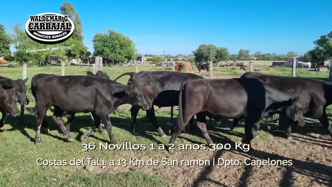 Ent. 19 (Cert - 7875) - 36 Novillos 1 a 2 años 300 Kg