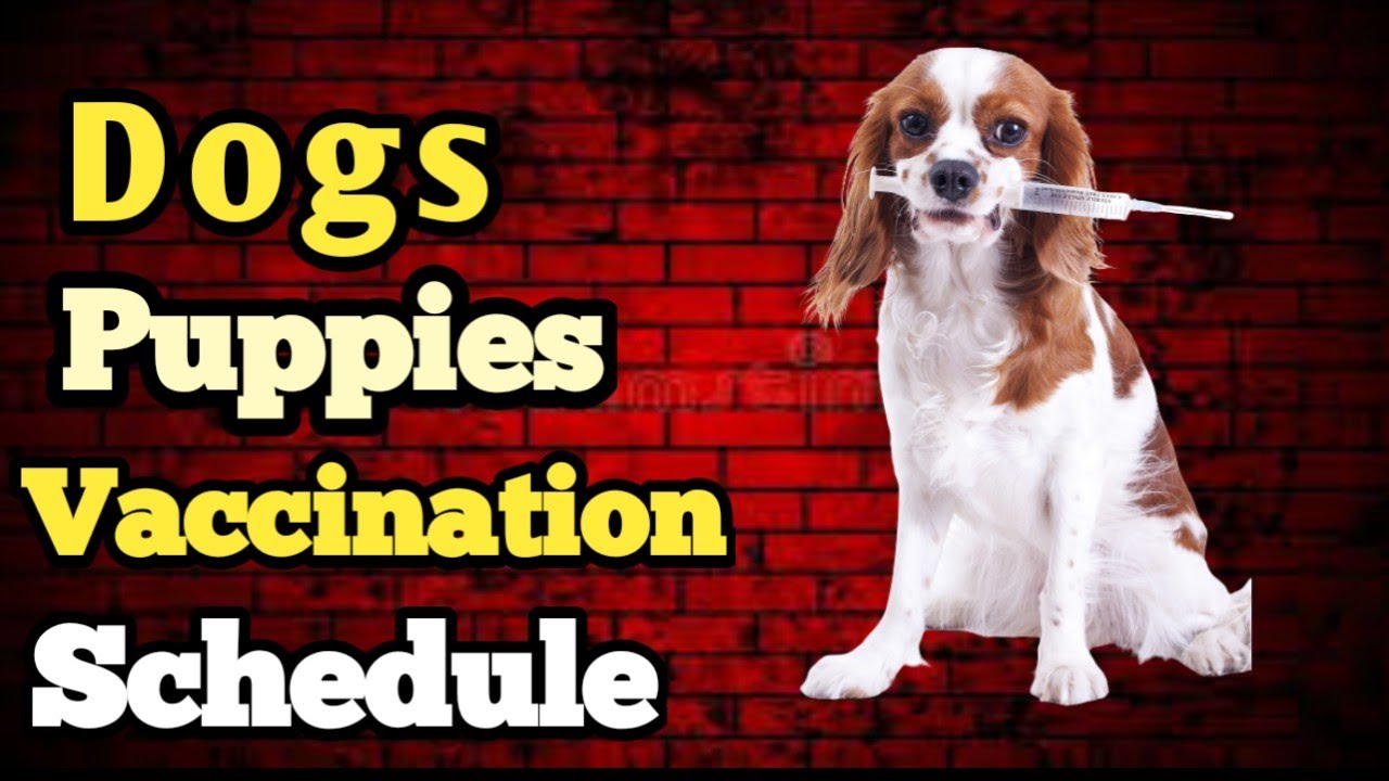 Puppy | Dogs |Vaccination Schedule | #Shorts