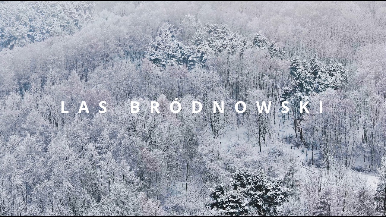 Las Bródnowski w bieli