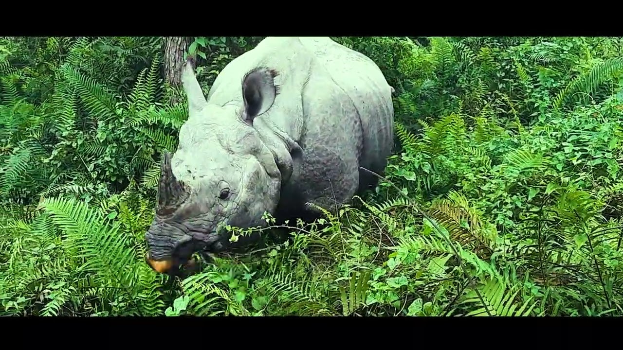 Jungle Sufari in Amaltari Buffer Zone | One Horn Rhino | One Horn Rhino In Nepal
