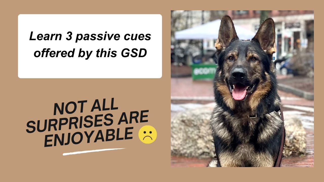 How to Support the Tolerant Dog