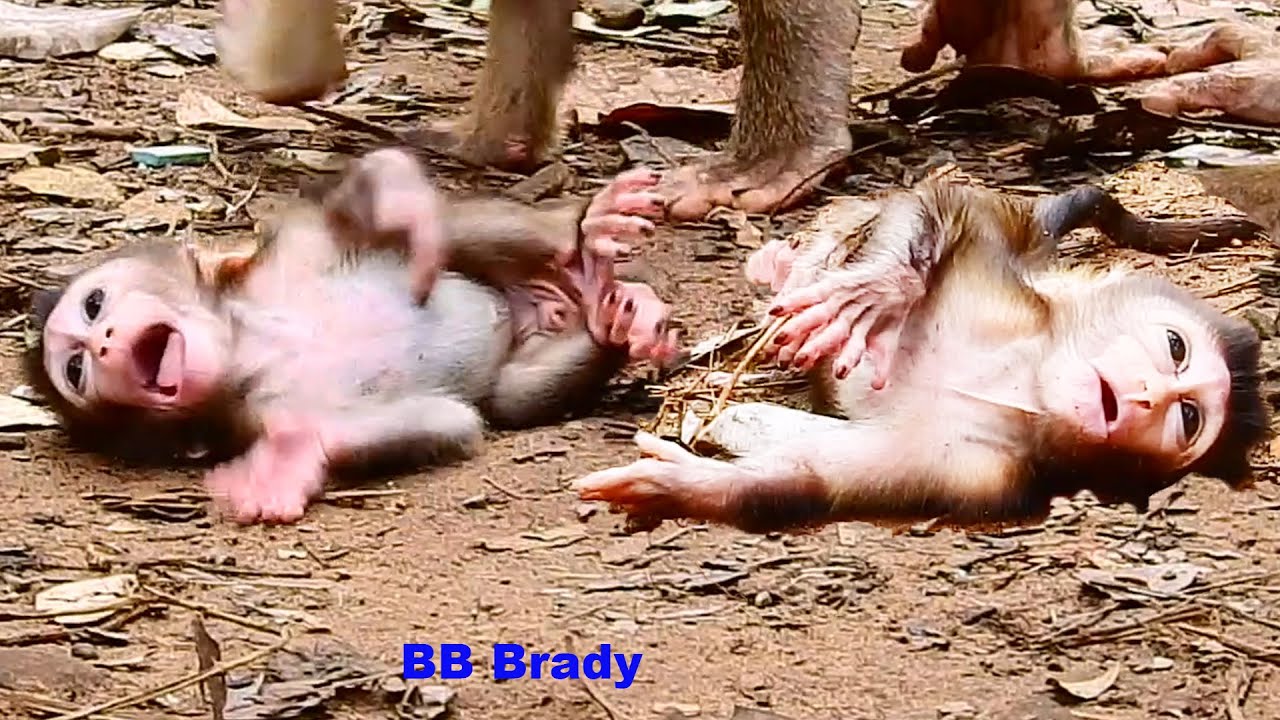 Real life of newborn baby monkey Brady with his mom, Libby during eating fruit Ep636
