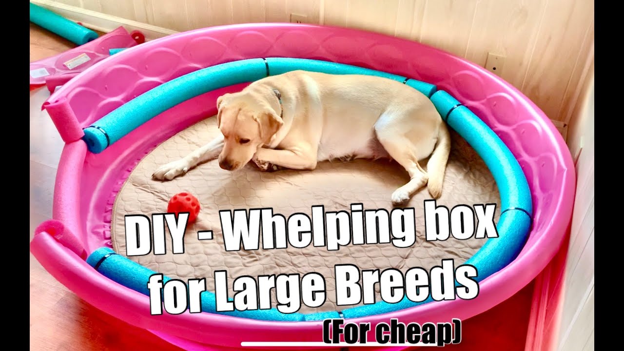 Tutorial - Whelping Box for Large Breeds