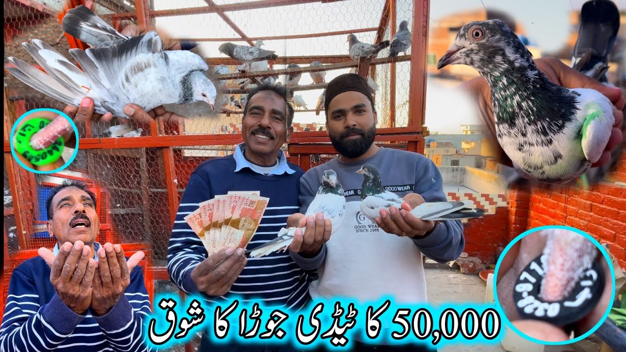 50,000 ka Taddy Jora 😯
