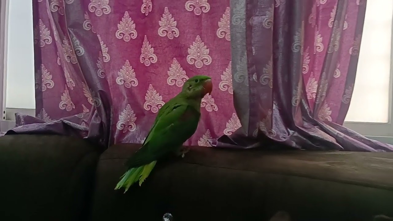 Our family member #parrot#