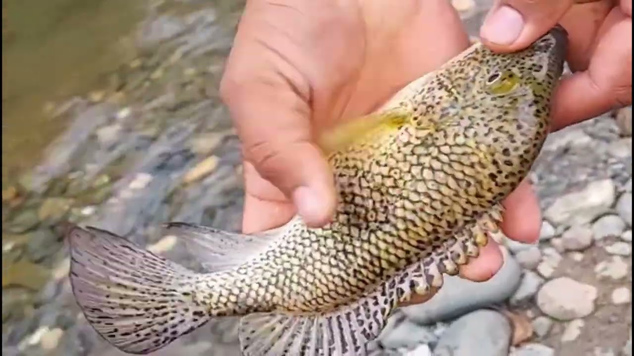 &ldquo;Top 5 Peces de R&iacute;o M&aacute;s Deliciosos de Rep&uacute;blica Dominicana 🐟🇩🇴&rdquo;