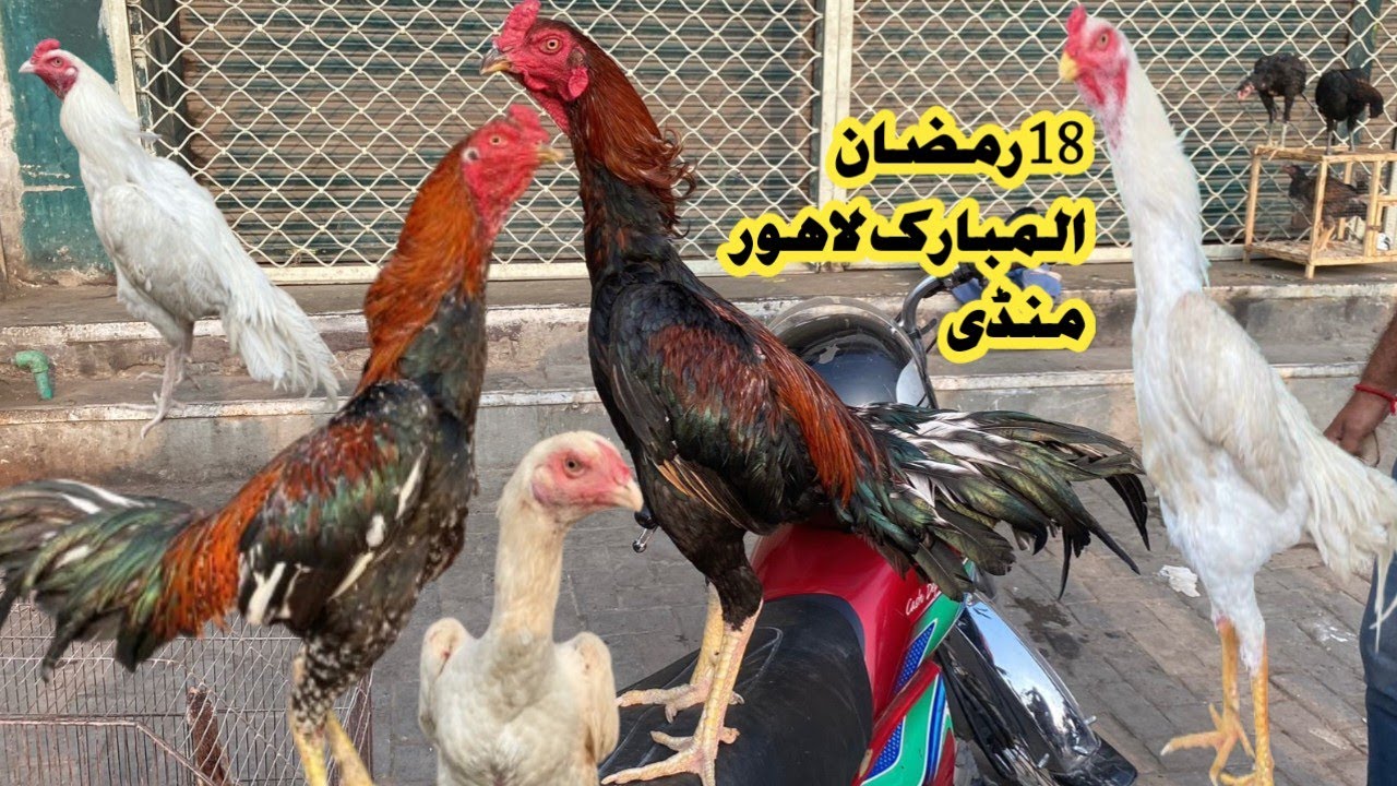 Aseel Murgh Mandi Lari Ada Lahore|PAPER WHITE SHAMO ASEEL|ASEEL MURGH MANDI| #aseelmandi #whiteshamo