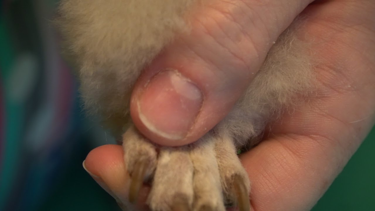 Poodle: Feet shave/trim - How To: Tutorial