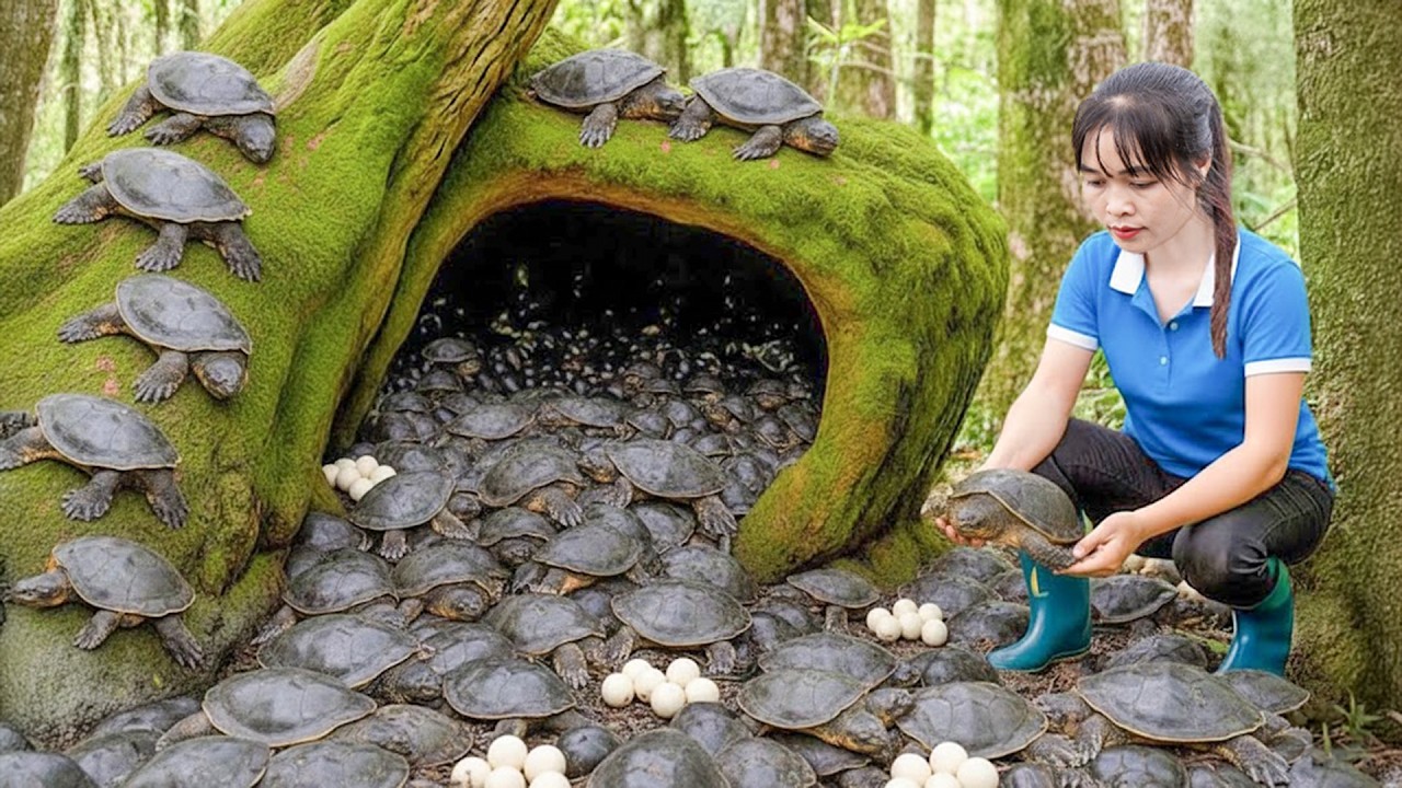 Recolhi Muitas Tartarugas-de-Pedra em um Riacho Selvagem e Levei ao Mercado – Vida Cotidiana