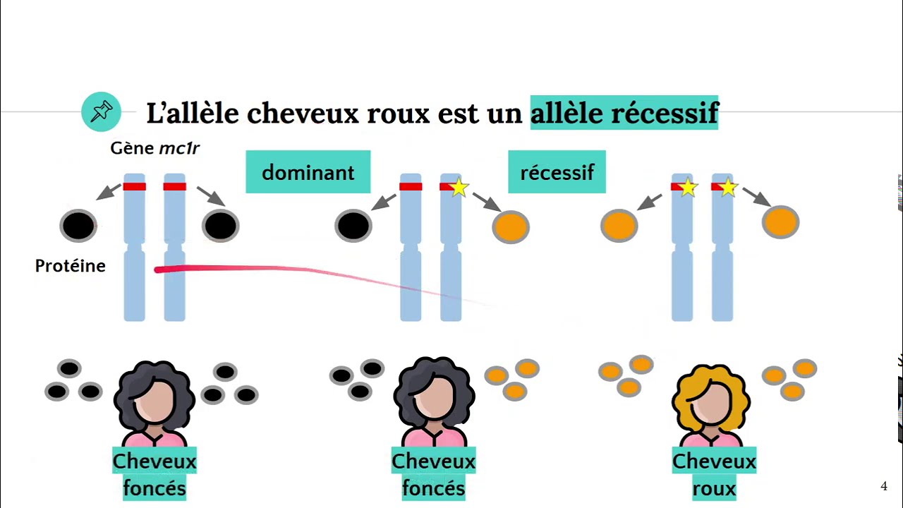 All&egrave;les et couleur des cheveux 👩&zwj;🦰👱&zwj;♀️