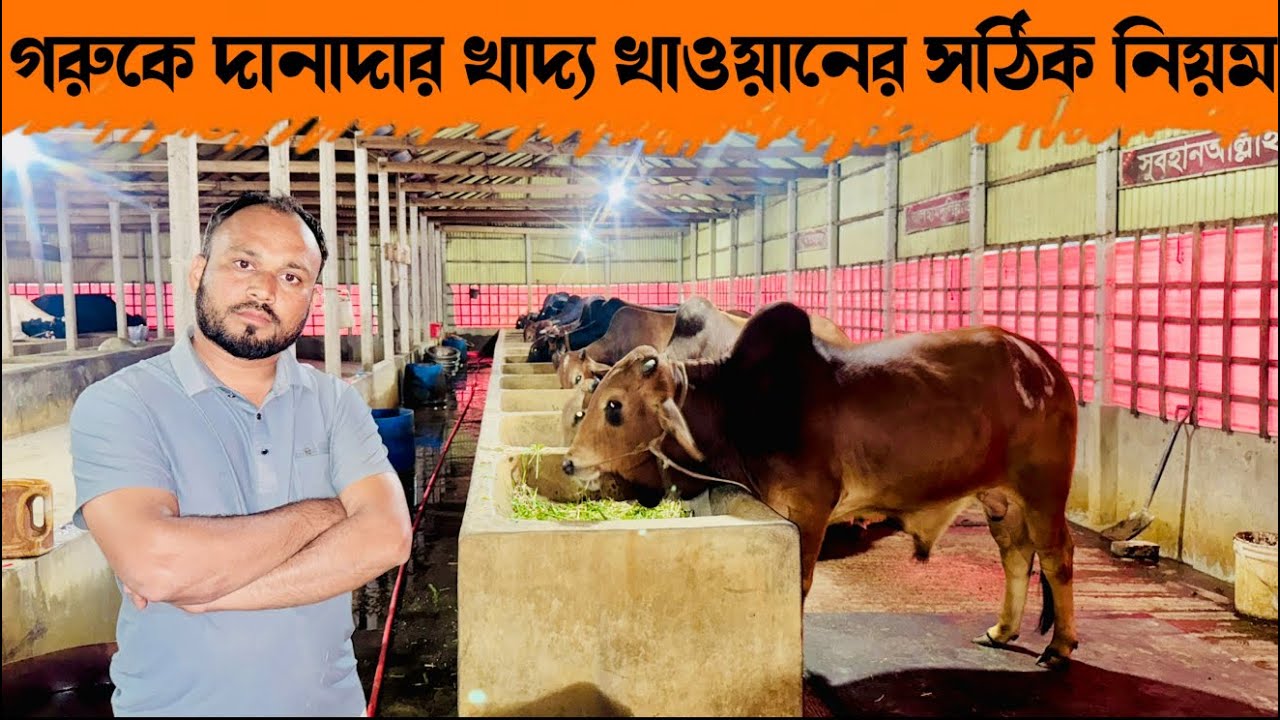 ২০১ - গরুকে দানাদার খাদ্য খাওয়ানের সঠিক নিয়ম । এইভাবে গরুকে দানাদার দিলে গুরু ১০০ % মোটা তাজা হবে