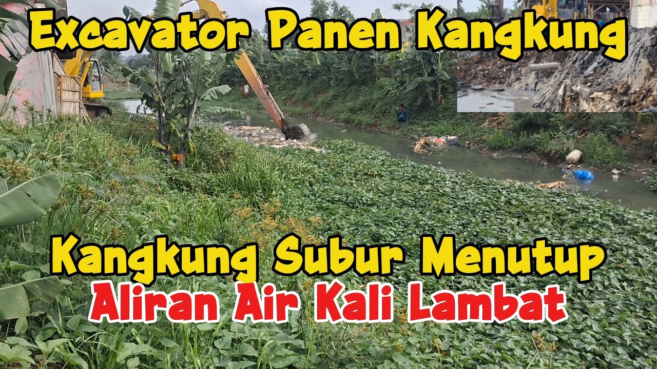 Wadiidow‼️ Excavator Berjibaku Keruk Sedimen & Kangkung Subur Tengah Kali #dedimulyadi #kdm
