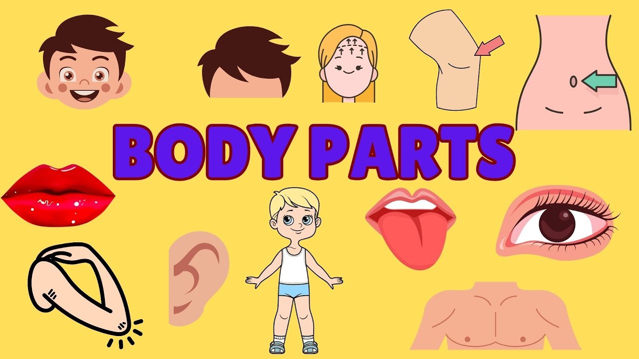 Body Parts for Kids | Learn Body Parts Body Parts For Kids | Learn Parts Of The Body