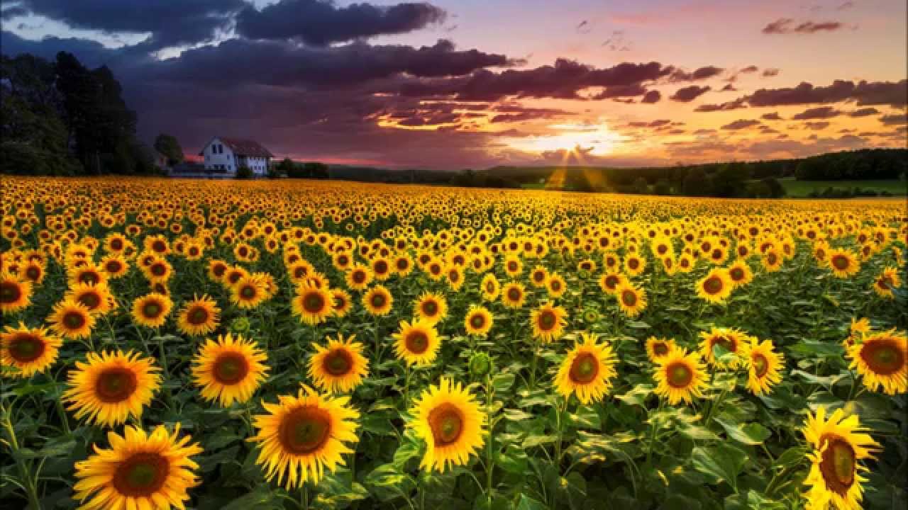 Henry Mancini - Sunflower/I Girasoli - Loss of love