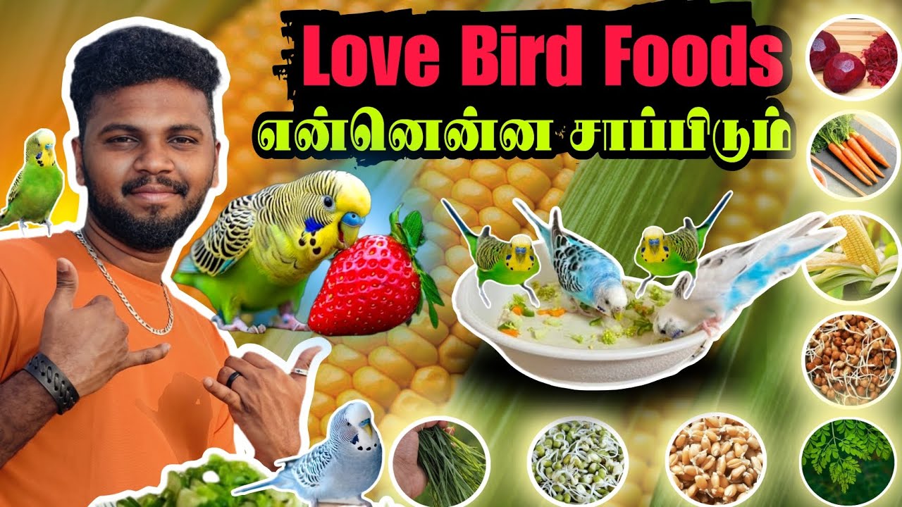Love🥦🍒 Birds Favorite Foods | Seeds, Fruits & Greens Healthy Food🍇 Diet for Love Birds Daily Routine