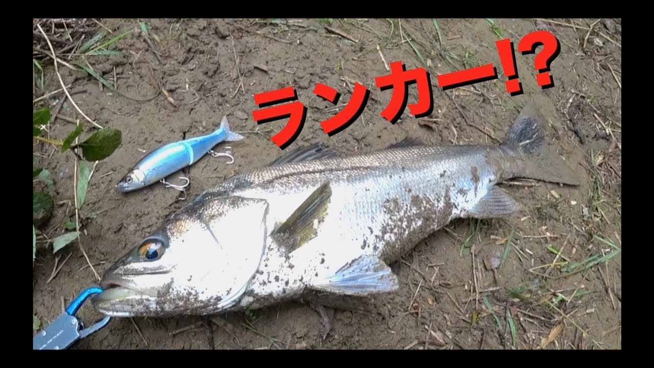 178mmのルアーにはデカいのが喰う&hellip; 編【ジョイクロシーバス】