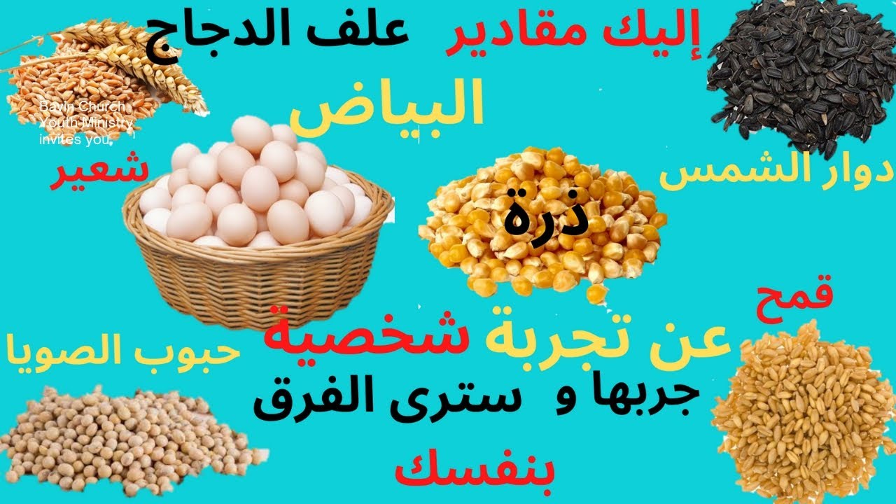 طريقة خلط علف الدجاج البياض 🥰