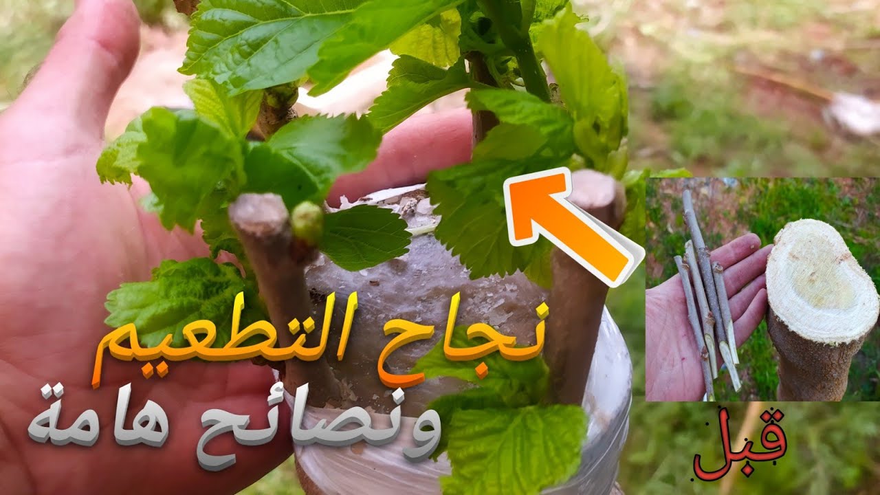 تطعيم شجرة التوت بالقلم اللحائي 2