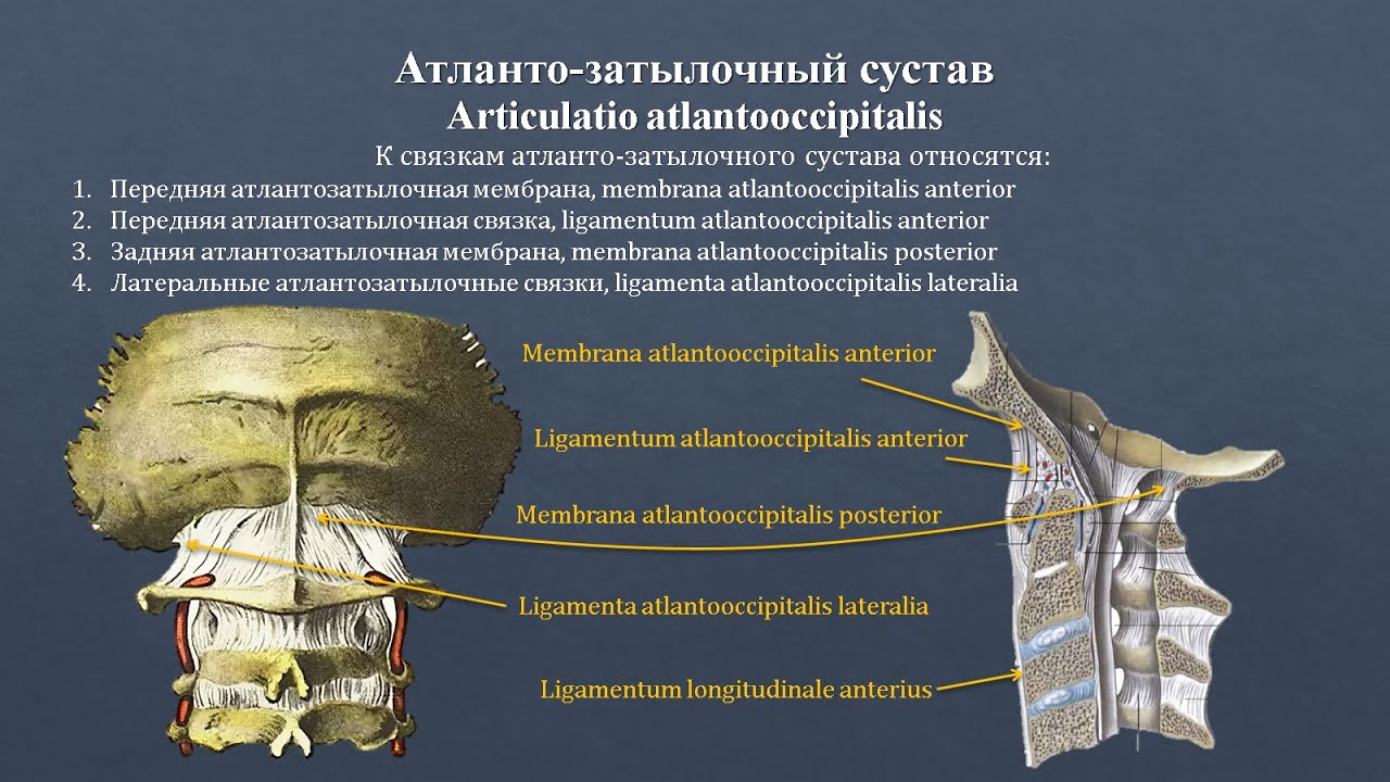 Анатомия атлантозатылочного сустава: строение, классификация, фиксирующий аппарат, движения
