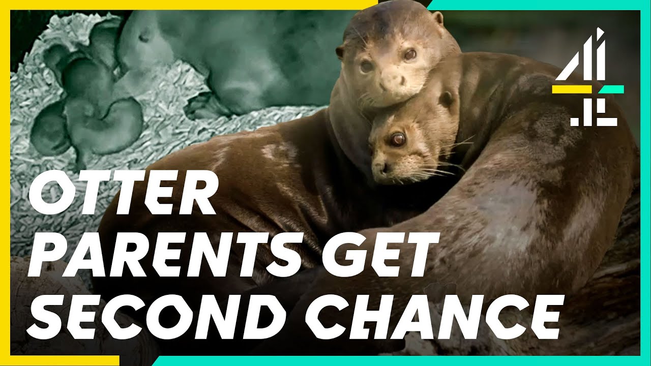 Will This Otter Step Up As A Dad Of Four New Pups? | The Secret Life of the Zoo