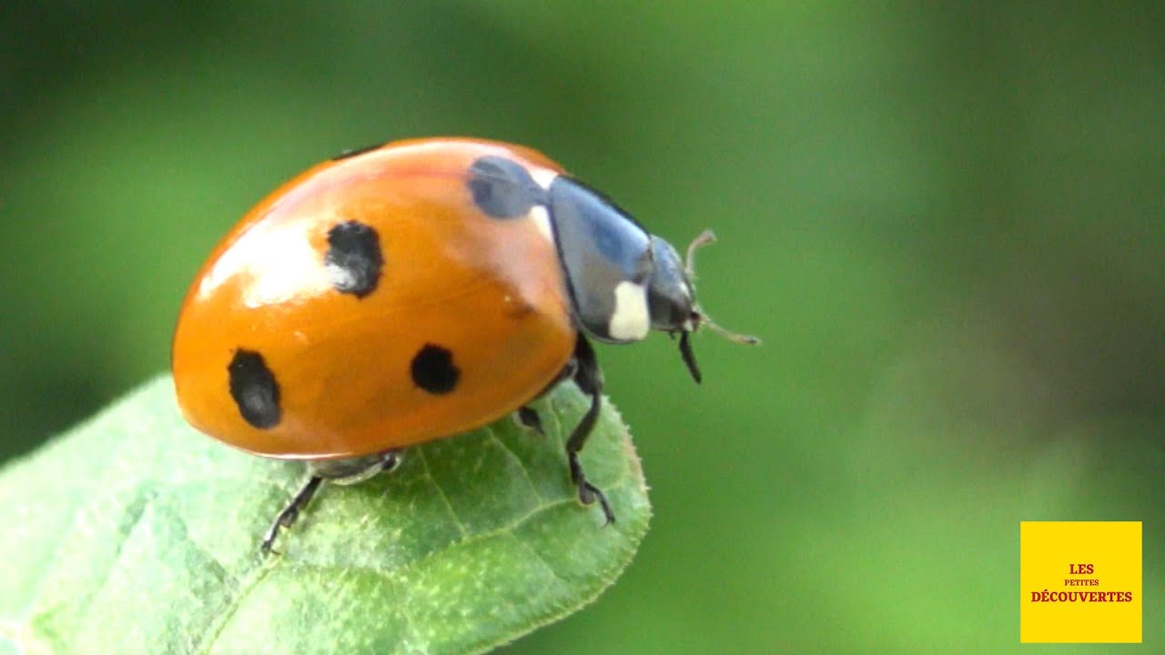 La coccinelle - Les petites découvertes - Épisode 61