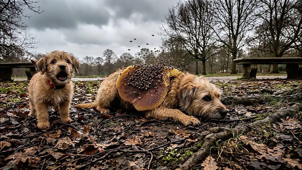 Puppy Saves Mom From Deadly Swarm of Bees # Animal #goldenretriever #rescue #hero 