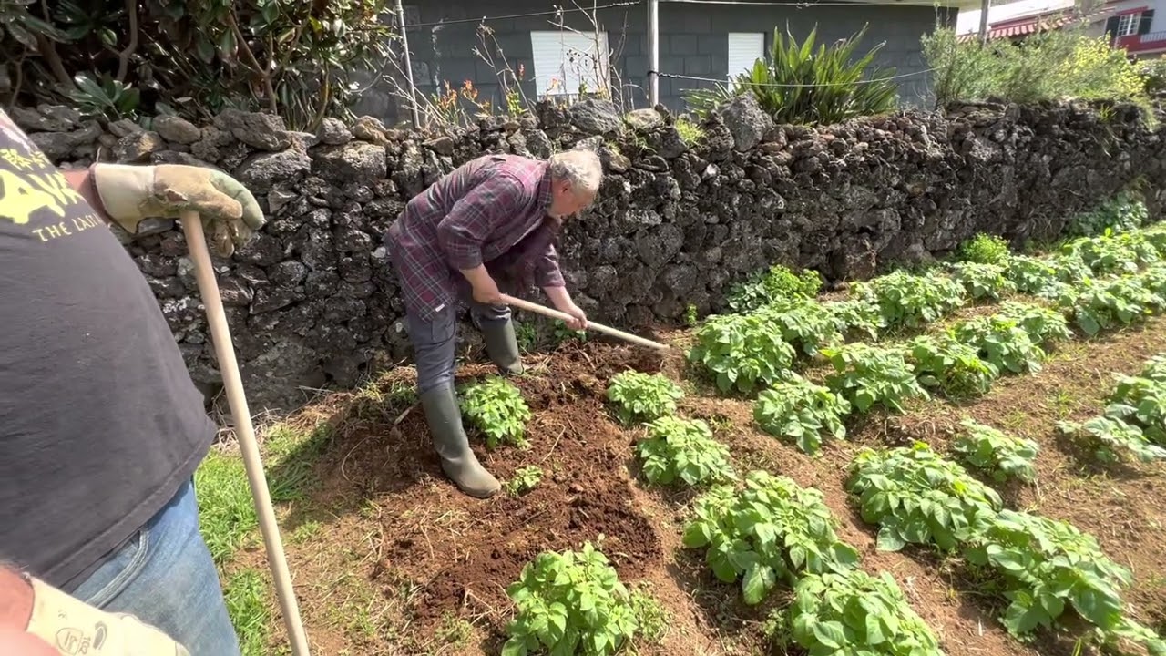 Busy Couple Of Days Here On The Family Farm Terceira Island Azores Portugal