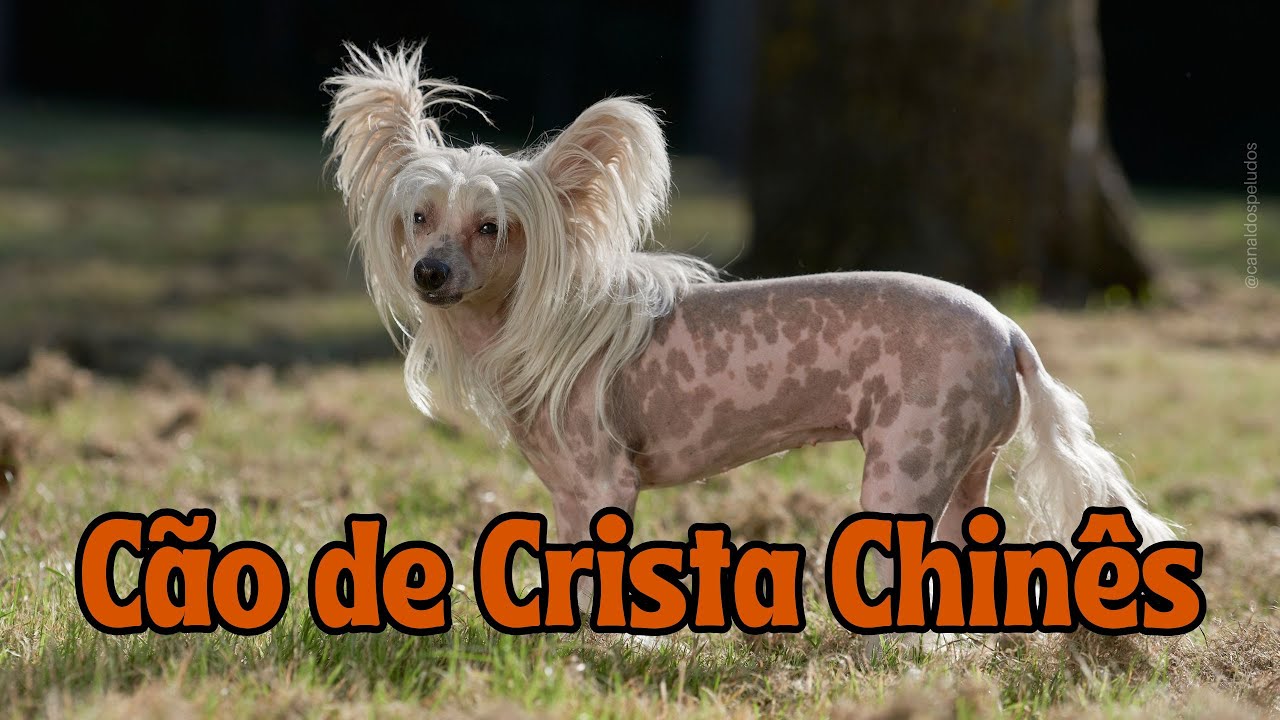 CÃO DE CRISTA CHINÊS 🐶🐾💖🐕#cãodecristachinês